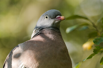 close up of a pigeon