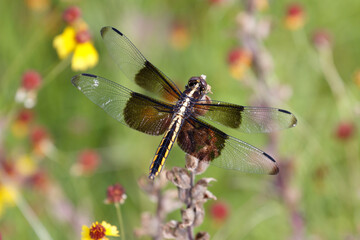 Female Widow Skimmer (Libellula luctuosa) in the Wichita Mountains.