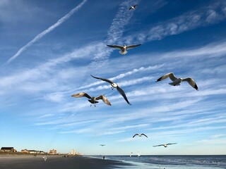 seagulls flying in the sky on beach