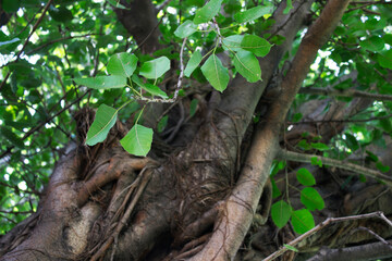 a branch of leaves on the trunck of the tree