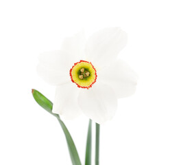 White beautiful daffodil.