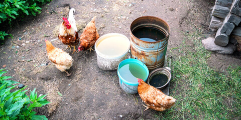 chickens of brown and white colours surround various buckets