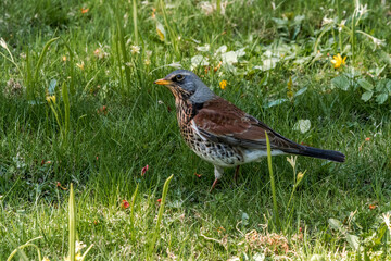 Fieldfare (Turdus pilaris) in park, Central Russia