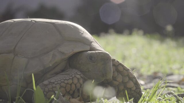 Close up to tortoise sunbathing, Geochelone chilensis
