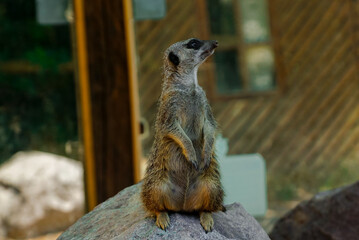 Fototapeta premium linda suricata mirando al horizonte 