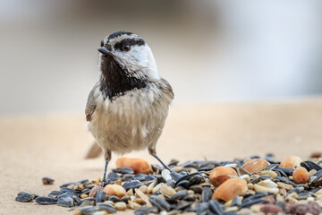 Mountain Chickadee (Poecile gambeli) perched in a snowy tree.