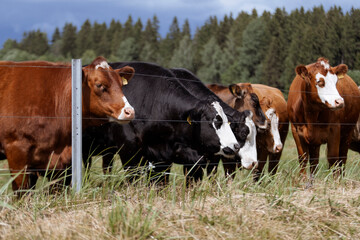 cows in the field