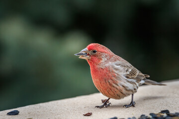 Male House Finch (Haemorhous mexicanus) perched in a snowy winter tree.