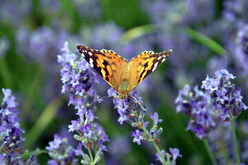 small tortoiseshell (aglais urticae) in a field of lavender