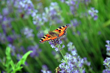 small tortoiseshell (aglais urticae) in a field of lavender