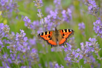 Obraz premium small tortoiseshell (aglais urticae) in a field of lavender