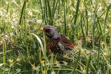 Fieldfare (Turdus pilaris) in park, Central Russia