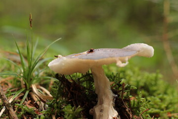 Mushroom in forest, Morsø, Jutland, Denmark