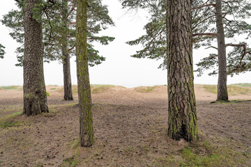 Footpath in damp pine forest