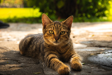 Naklejka na ściany i meble A beautiful tabby kitten lies on a stone-paved path near a monastery in the mountains of montenegro