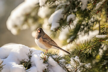 Dark-eyed Junco (Junco hyemalis) - Oregon subspecies