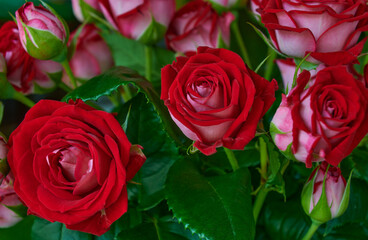 Red Roses close up, shallow depth of sharpness