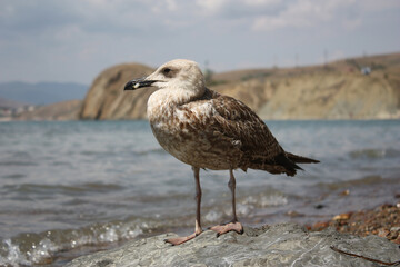 seagull on the beach