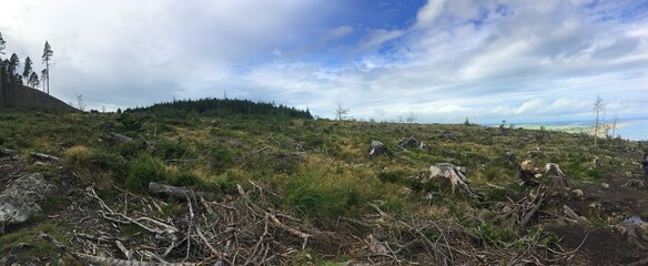 Deforestation in Tollymore forest park at the foot of the Mourne mountains, Northern Ireland