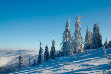 Zima w górach, ośnieżone drzewa