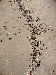 Fototapeta na wymiar Starfish and seashells on sandy beach. Top view