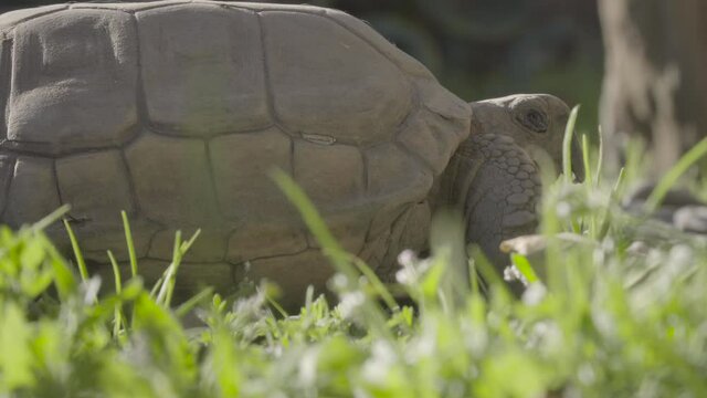 Close up to tortoise sunbathing, Geochelone chilensis