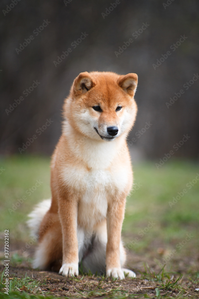 Wall mural Shiba Inu dog sitting