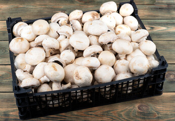 Plastic box full of fresh champignon mushrooms on a wooden background.