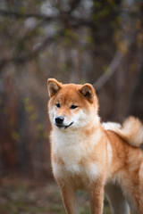 Shiba inu dog in nature