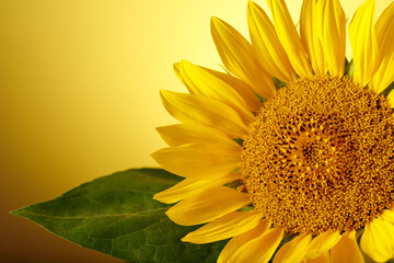 Sunflower flower closeup in blossom