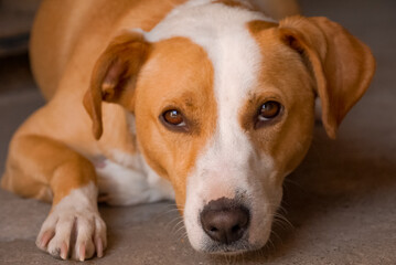 perra mestiza blanca café sonriente