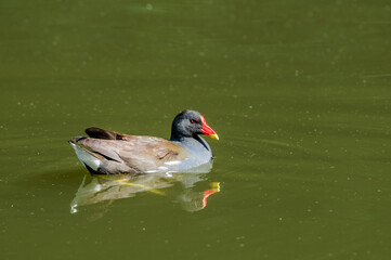 Common Moorhen (Gallinula chloropus) in park, Keil, Schleswig-Holstein, Germany