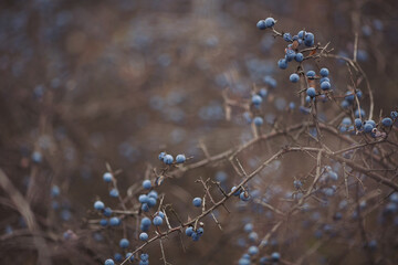 Sloe berries on the branches. Romantic autumn still life with blackthorn or sloes. Wrinkled berries...