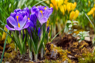  Spring blooming of purple crocuses in an orangery