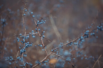 Sloe berries on the branches. Romantic autumn still life with blackthorn or sloes. Wrinkled berries of blackthorn on a bush on late Fall