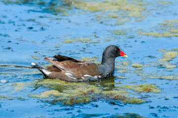 Common Moorhen (Gallinula chloropus) in park, Keil, Schleswig-Holstein, Germany