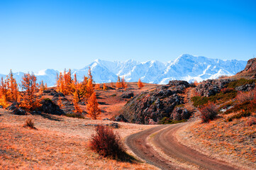 Road in autumn mountains. Kurai steppe and view of North-Chuya mountain ridge in Altai, Siberia, Russia. Yellow trees and snow-covered mountain peaks. © smallredgirl