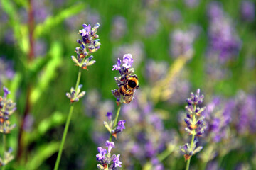 Wild bee in a field of lavender