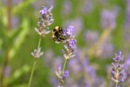 Wild bee in a field of lavender