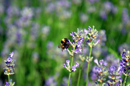 Wild bee in a field of lavender