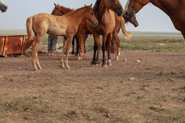 Group of red horses stands in steppe