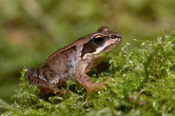 Tiny juvenile Common Frog (Rana temporaria) in deep moss in the centre of a forest
