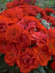 バラ（サラバンド）