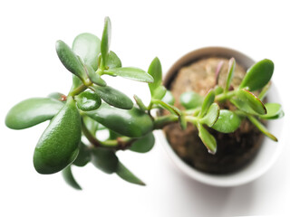 Crassula home plant. Top view.