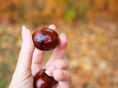 Womans hand holding wet chestnut