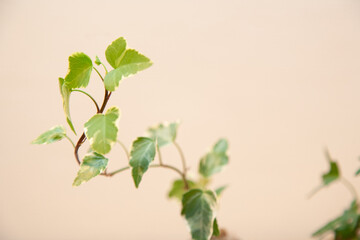 Hedera variegata young sprout closeup