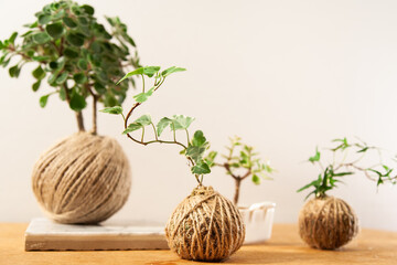 Kokedama compositions with hedera and aichrison plants