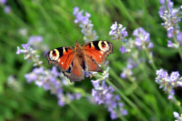 peacock butterfly (aglaisio) in a field of lavender