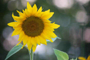 sunflower detail with green bokeh background