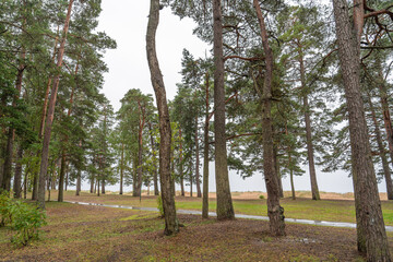 Footpath in damp pine forest